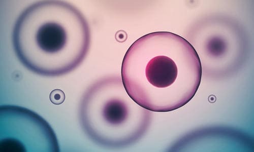 胚胎細胞
